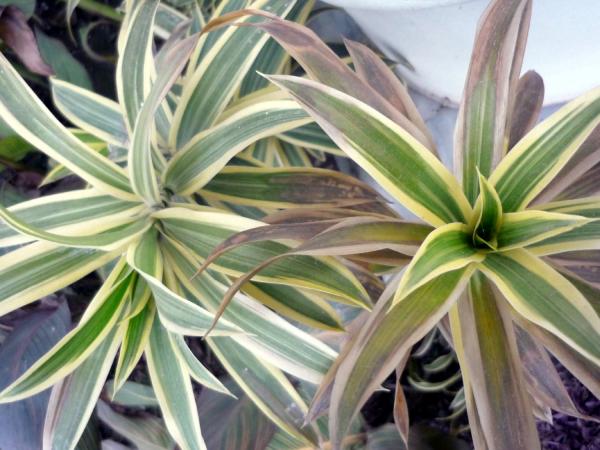 Green Leaves with Yellow outline