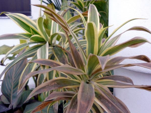 Green Leaves with Yellow outline
