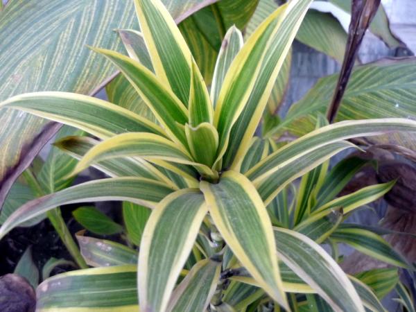 Green Leaves with Yellow outline