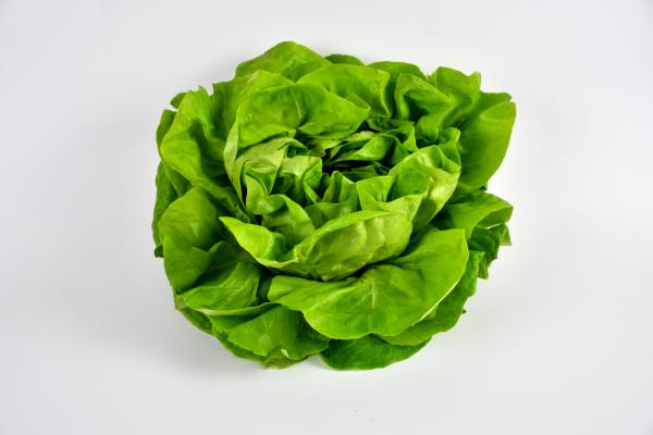 Green Lettuce
