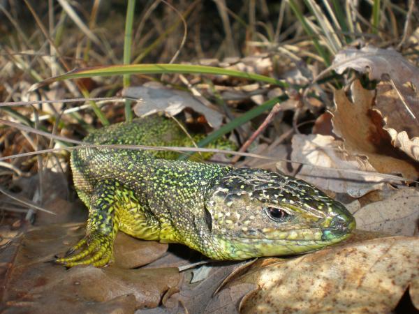 Green lizard