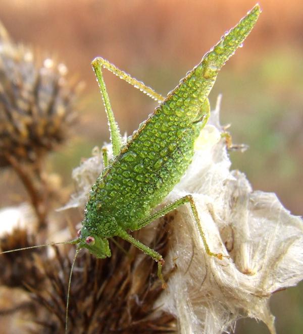 Green Locust