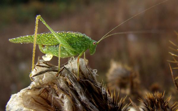 Green Locust