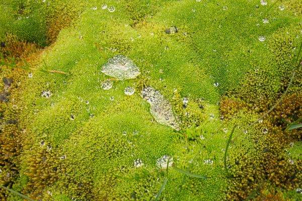 Green moss