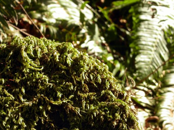 Green moss