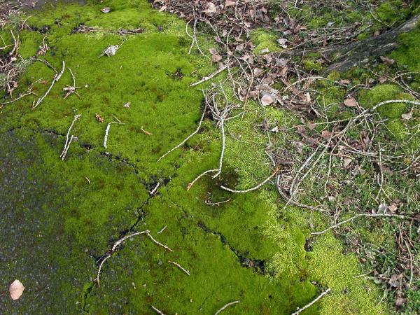Green moss