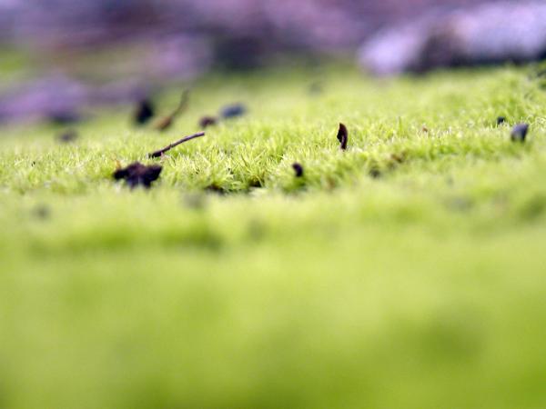 Green moss