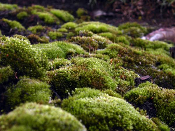 Green moss