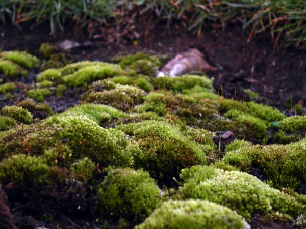 Green moss