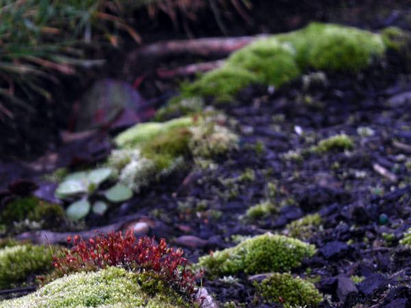 Green moss and red flowers