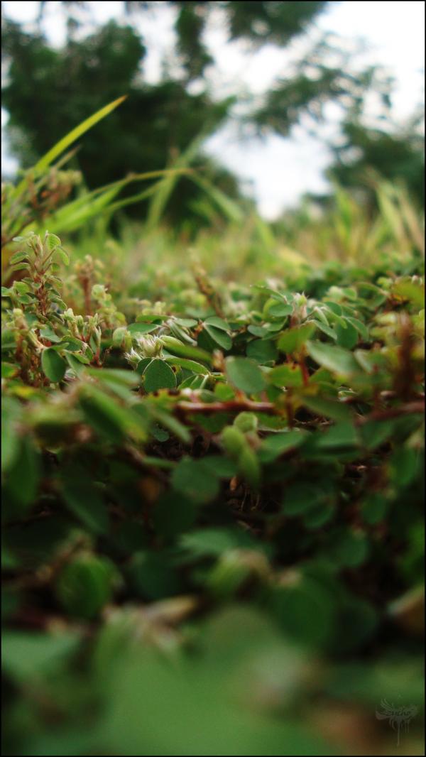 Green moss