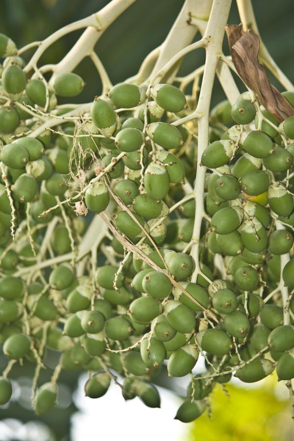Green Palm Fruit