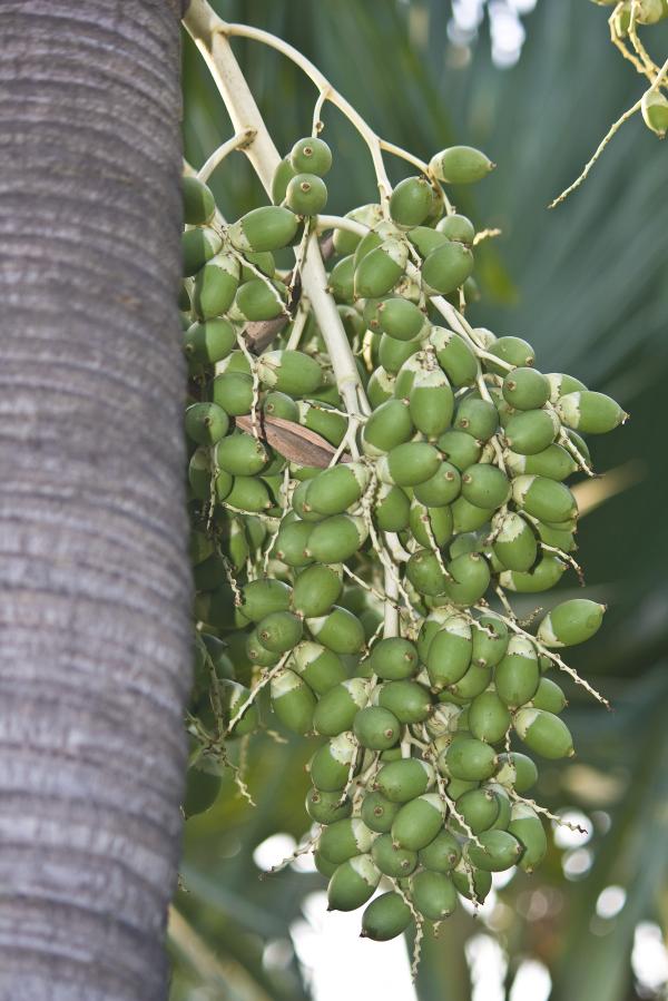 Green Palm Fruit