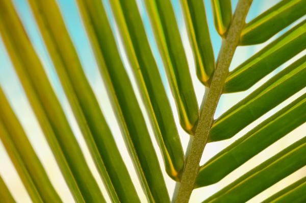 Green Palm Tree
