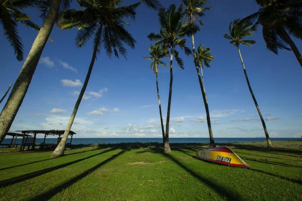 Green Palm Trees during Daytime