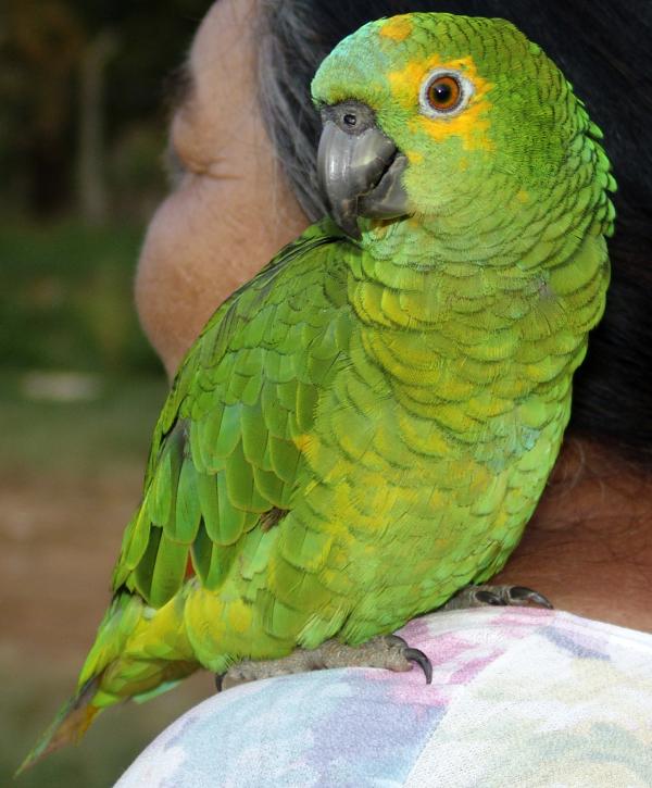 Green Parrot