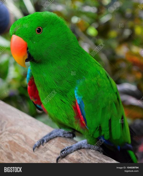 Green Parrot