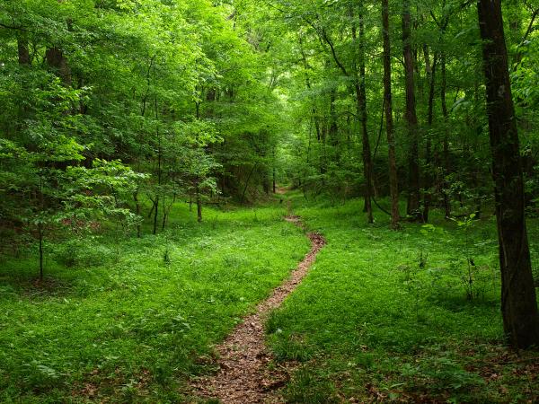 Green path