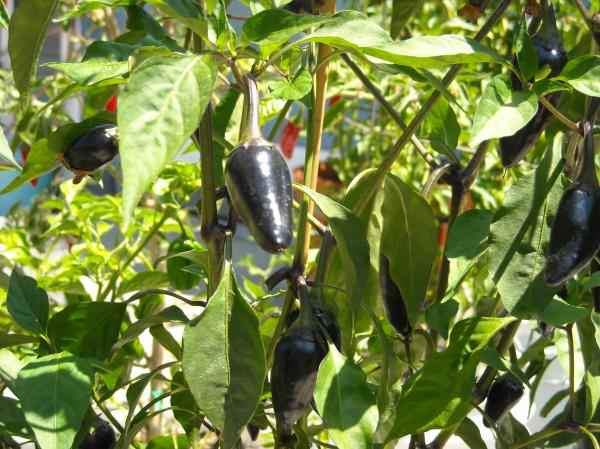 Green Pepper Plant