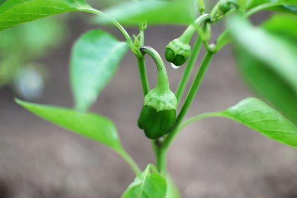 Green Pepper Plant