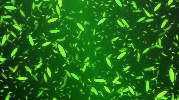 Green petals