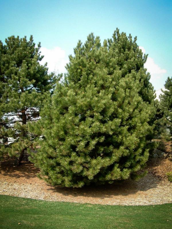 Pine Trees