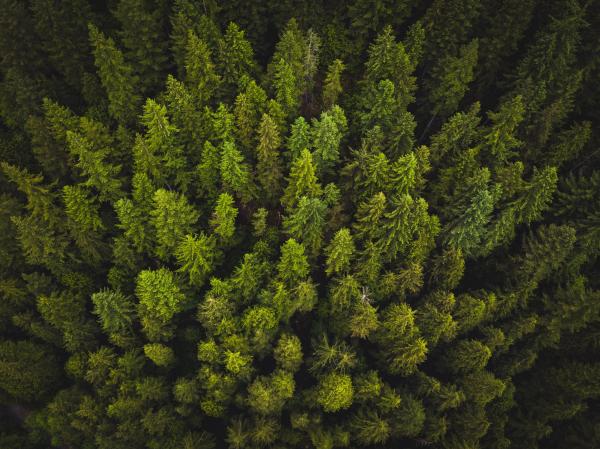 Green Pine Trees