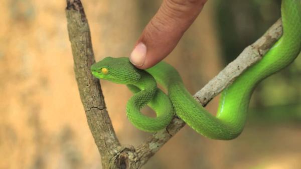 Green pit viper