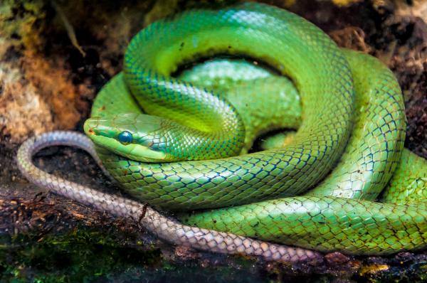 Green pit viper