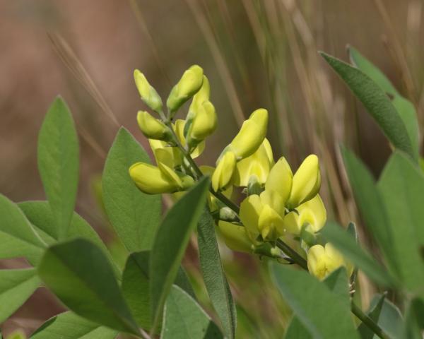 Wild Plants