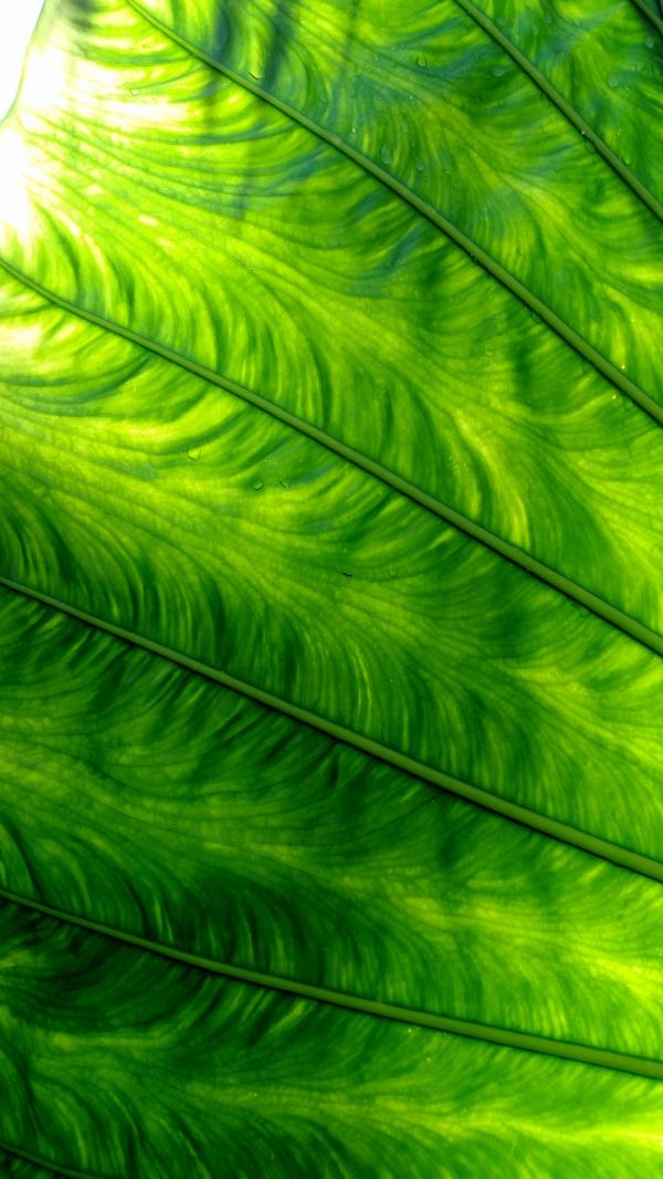 Green Plant