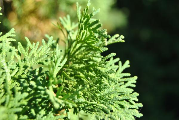 Green Plant