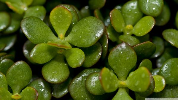 Green plant