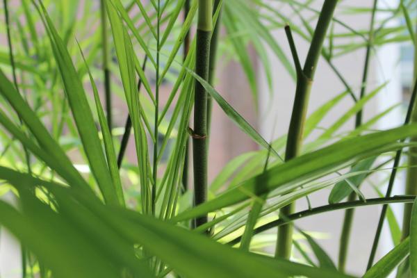 Green Plant
