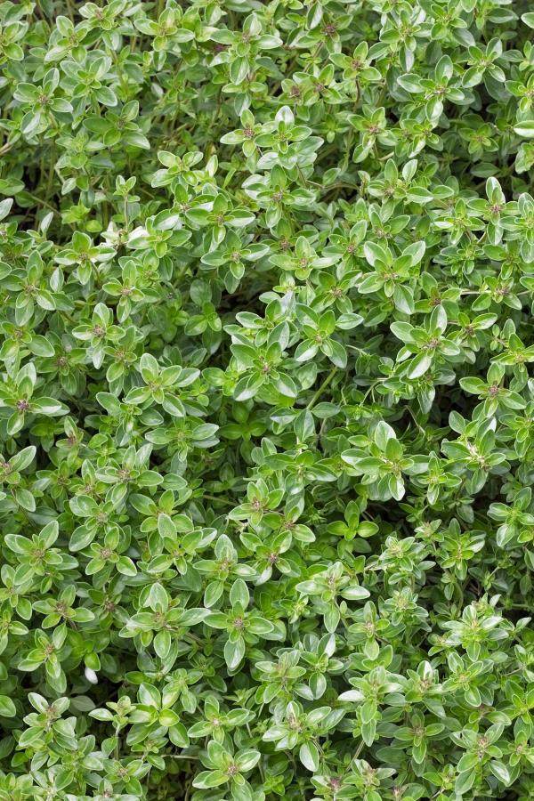 Ground Cover