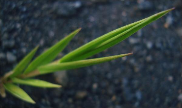 Green Plant