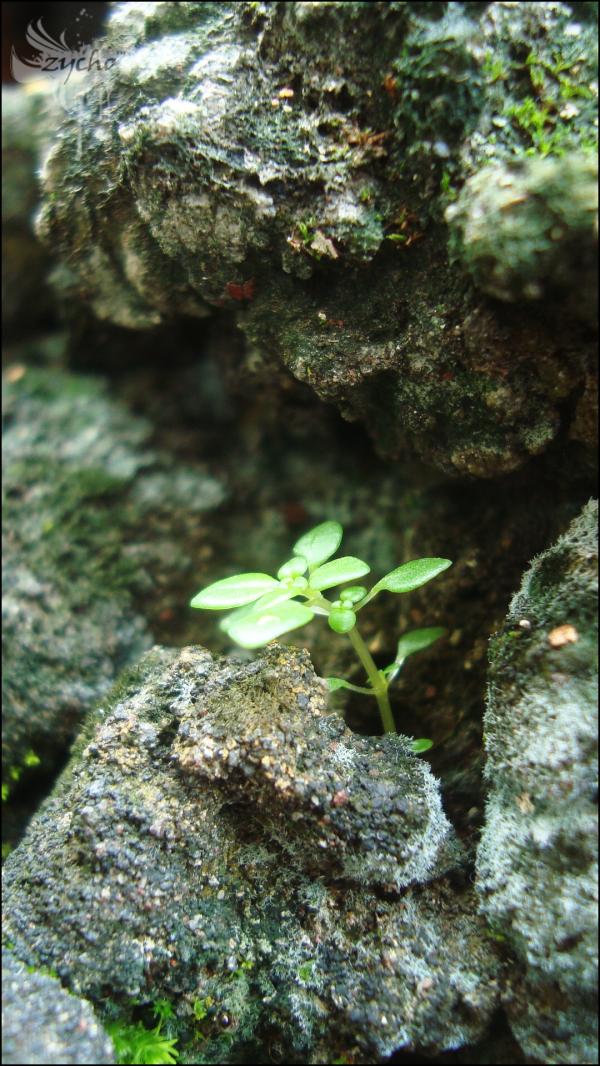Green Plant