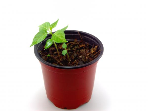 Green plant