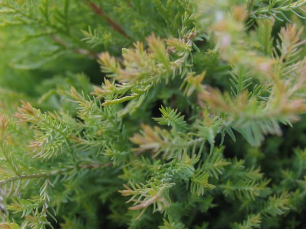 Green plant