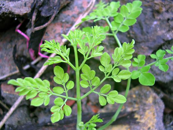 Green plant