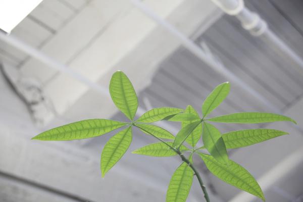 Green Plant