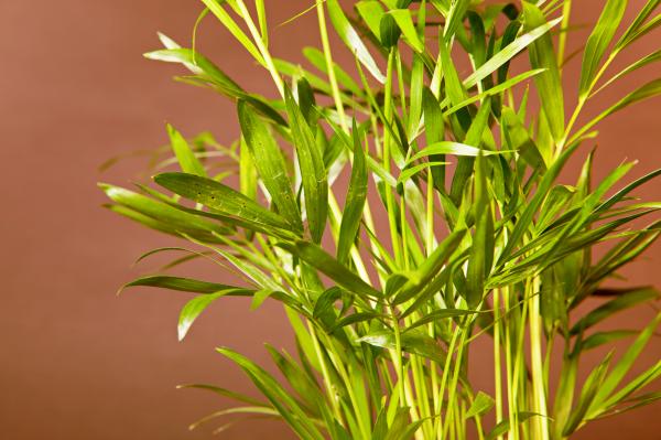 Green plant