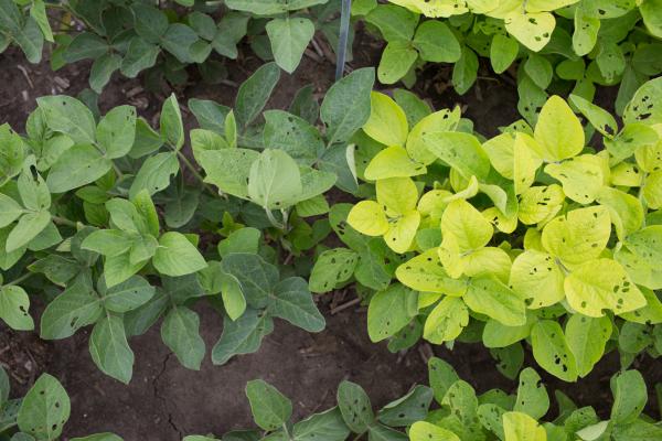 Green Leaf Plant