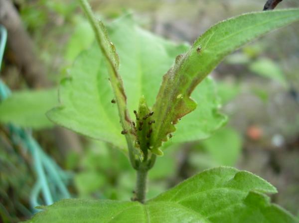 Green plant and ants