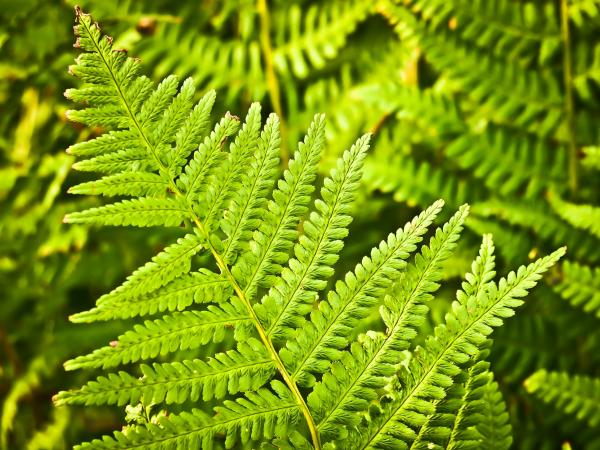 Green Plant Leaf
