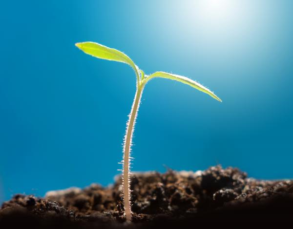 Sprouting plant