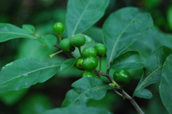 Green plant with berries