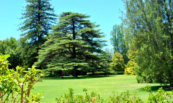 Green Plants