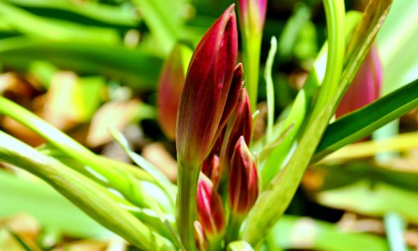Green Plants