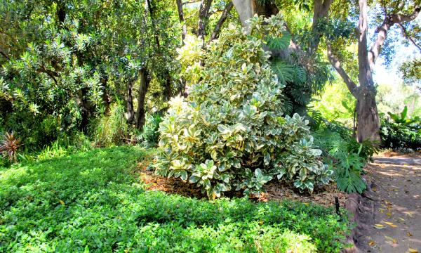 Green Plants